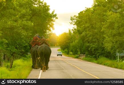Elephant mahout with two elephants and dog walking on asphalt road at countryside of Thailand. Green tree in the forest beside road. Car driving past curved asphalt road in the morning with sunlight.