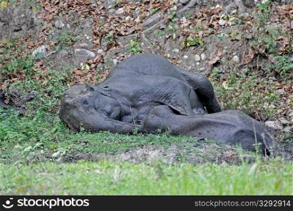 Elephant mother and son sleeping in a mud wallow