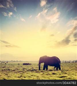 Elephant on African savanna at sunset. Safari in Amboseli, Kenya, Africa. Dramatic sky.. Elephant on African savanna at sunset. Safari in Amboseli, Kenya, Africa