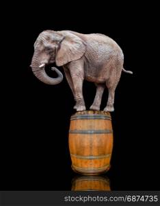 Elephant on the barrel. elephant on black background