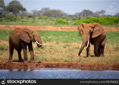 Elephant on the waterhole in the savannah of Kenya. An elephant on the waterhole in the savannah of Kenya