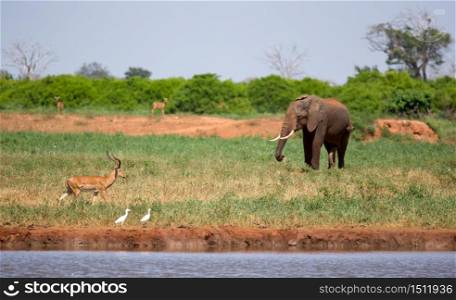 Elephant on the waterhole in the savannah of Kenya. An elephant on the waterhole in the savannah of Kenya