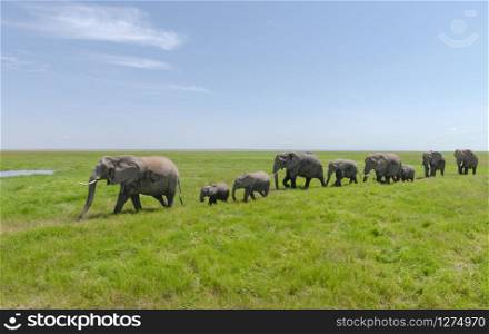 Elephant pack, Amboseli National Park, Africa