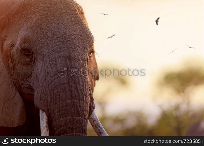 Elephant portrait in the wilderness