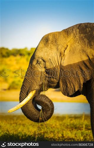 Elephant portrait with water line, half wet and half dry