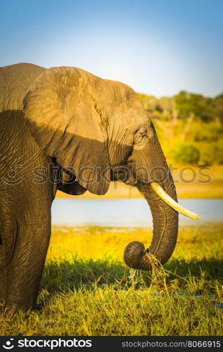 Elephant portrait with water line, half wet and half dry