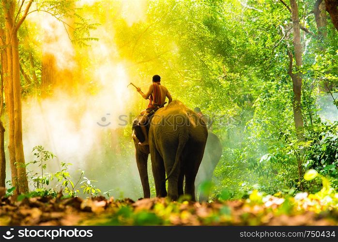 Elephant relation between man and animal.