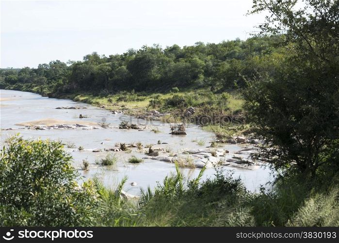 elephant river in kruger national park south africa