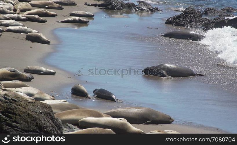 Elephant seal comes ashore near San Simeon California