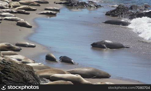 Elephant seal comes ashore near San Simeon California