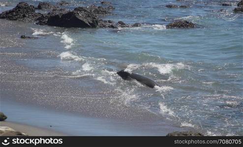 Elephant seal in the surf near San Simeon California