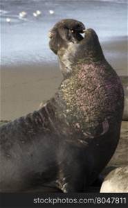 Elephant seal male, earlier pink of battle scars and wounds visible, bellows in rousing challenge at Piedras Blancas Rookery near Cambria, California.