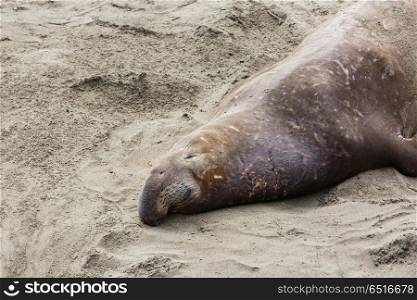 Elephant seal. Pretty relaxing elephant seals on the beach, California, USA