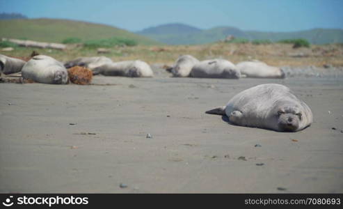 Elephant seal rolls over on the beach near San Simeon California