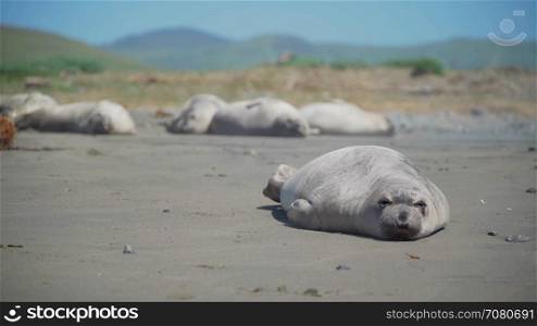 Elephant seal stretches on the beach near San Simeon California