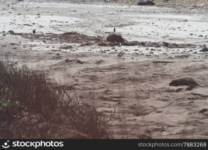 Elephant Seals at Ano Nuevo