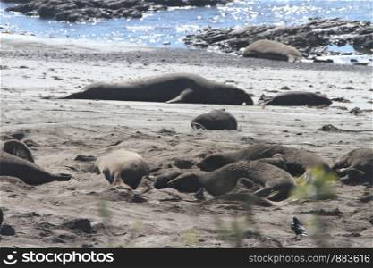 Elephant Seals at Ano Nuevo