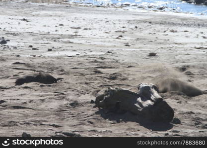 Elephant Seals at Ano Nuevo