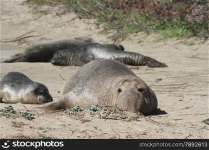Elephant Seals at Ano Nuevo