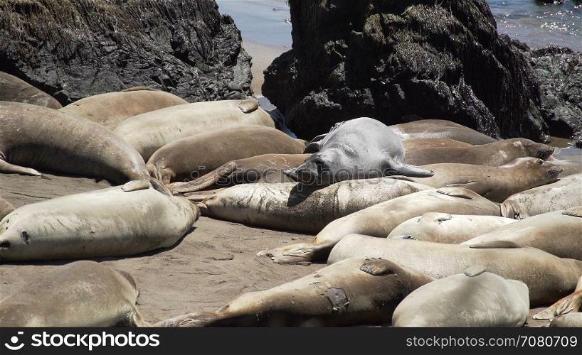Elephant seals climb over each other near San Simeon California