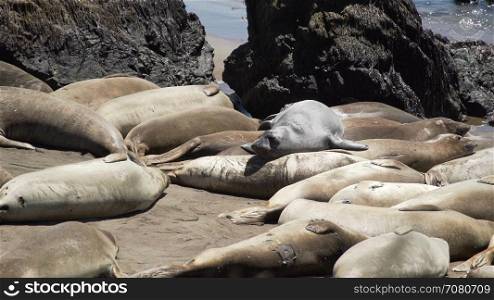 Elephant seals climb over each other near San Simeon California