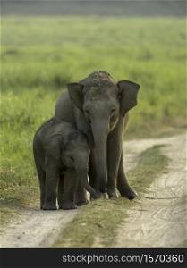 Elephant Siblings, Dhikala, Jim Corbett National Park, Uttrakhand, India