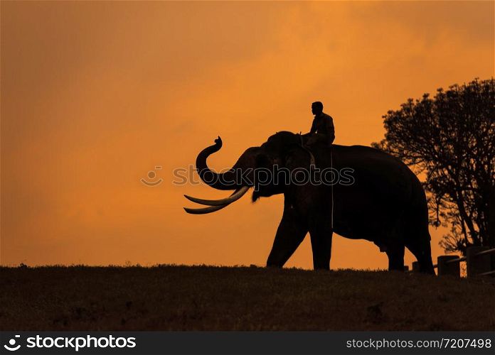 Elephant silhoutte, Mudumalai, Tamilnadu, India