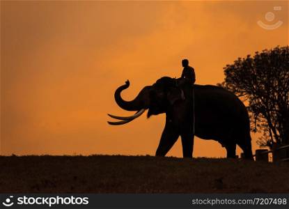 Elephant silhoutte, Mudumalai, Tamilnadu, India