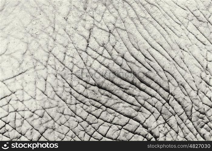 Elephant Skin Abstract Texture Background