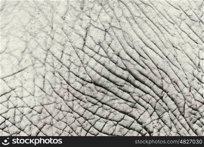 Elephant Skin Abstract Texture Background