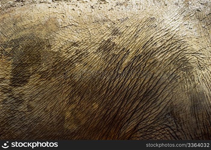 Elephant skin close-up in day light