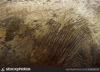 Elephant skin close-up in day light