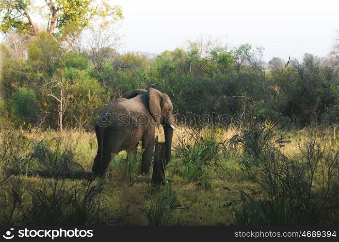 Elephant spotted on game walk in Africa