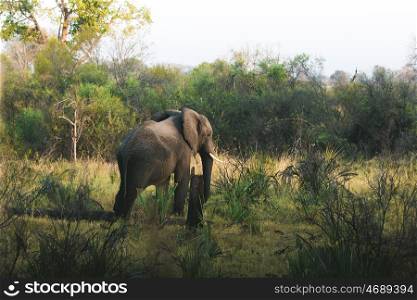 Elephant spotted on game walk in Africa