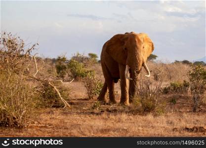 Elephant standing between the bushes, on safari in Kenya
