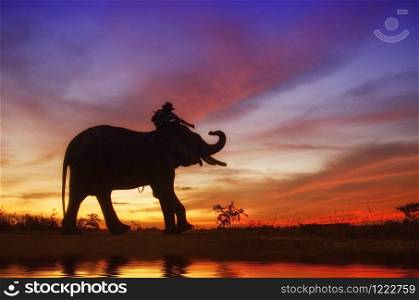 Elephant standing in a rice field with the mahout. Mahout and elephant.