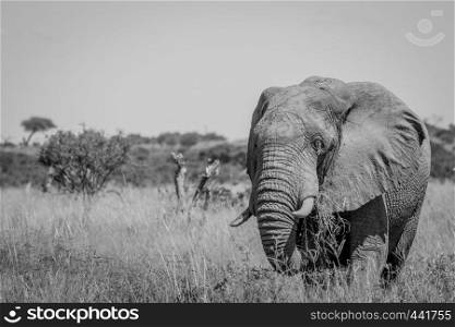 Elephant standing in high grass in black and white in the Chobe National Park, Botswana.