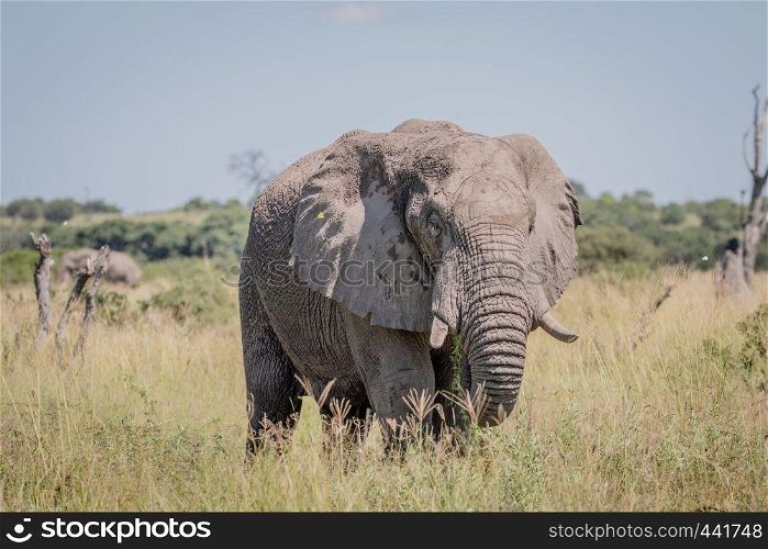 Elephant standing in high grass in the Chobe National Park, Botswana.