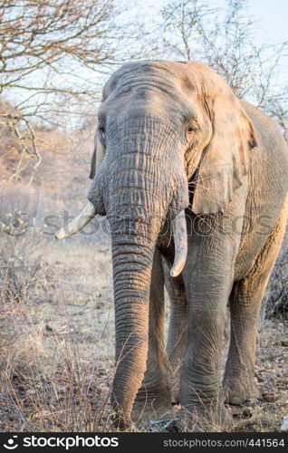 Elephant standing in the bush in the Kruger National Park, South Africa