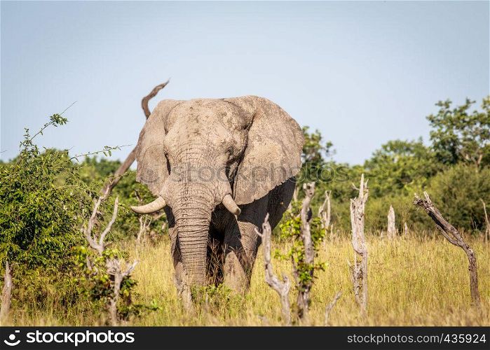 Elephant starring at the camera in the Okavango delta, Botswana.