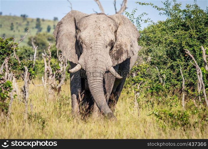 Elephant starring at the camera in the Okavango delta, Botswana.