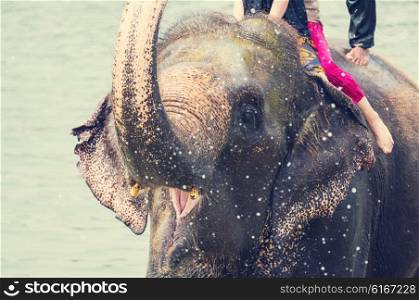 Elephant swimming in river,Chitwan,Nepal