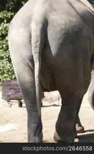 Elephant tail