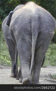 Elephant tail