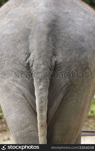 Elephant tail