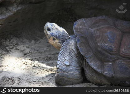 Elephant tortoise