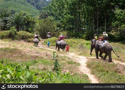 Elephant trekking at Kao-sok, Thailand