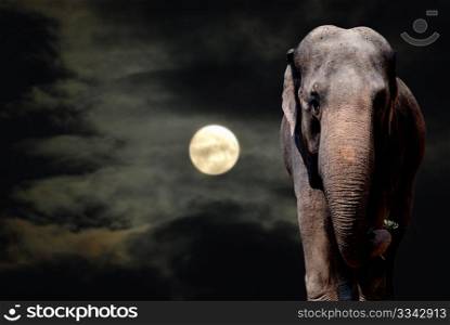 Elephant Walikng in the Night - Full Moon