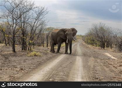 Elephant walk over the dirt tracks in mopani veld Kruger NP South Africa