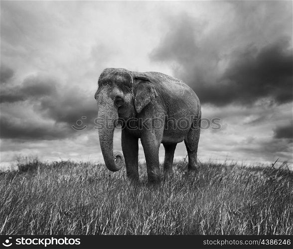 Elephant Walking On The Grass